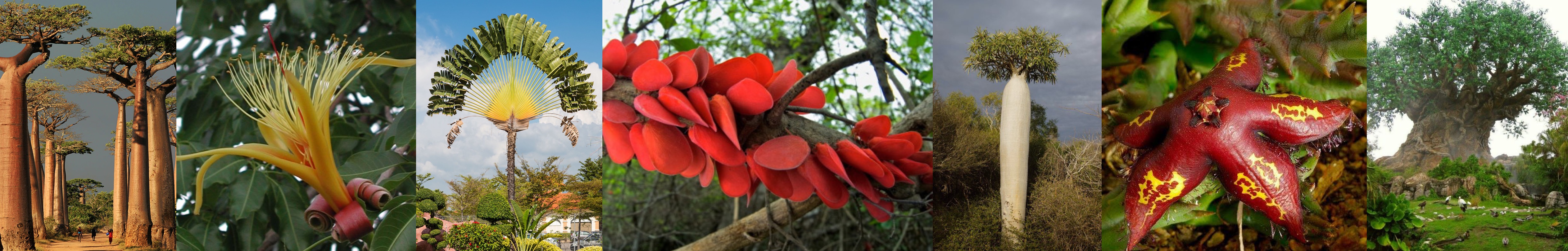 tsara wiki flora madagascar Madagaskar  plantenwereld