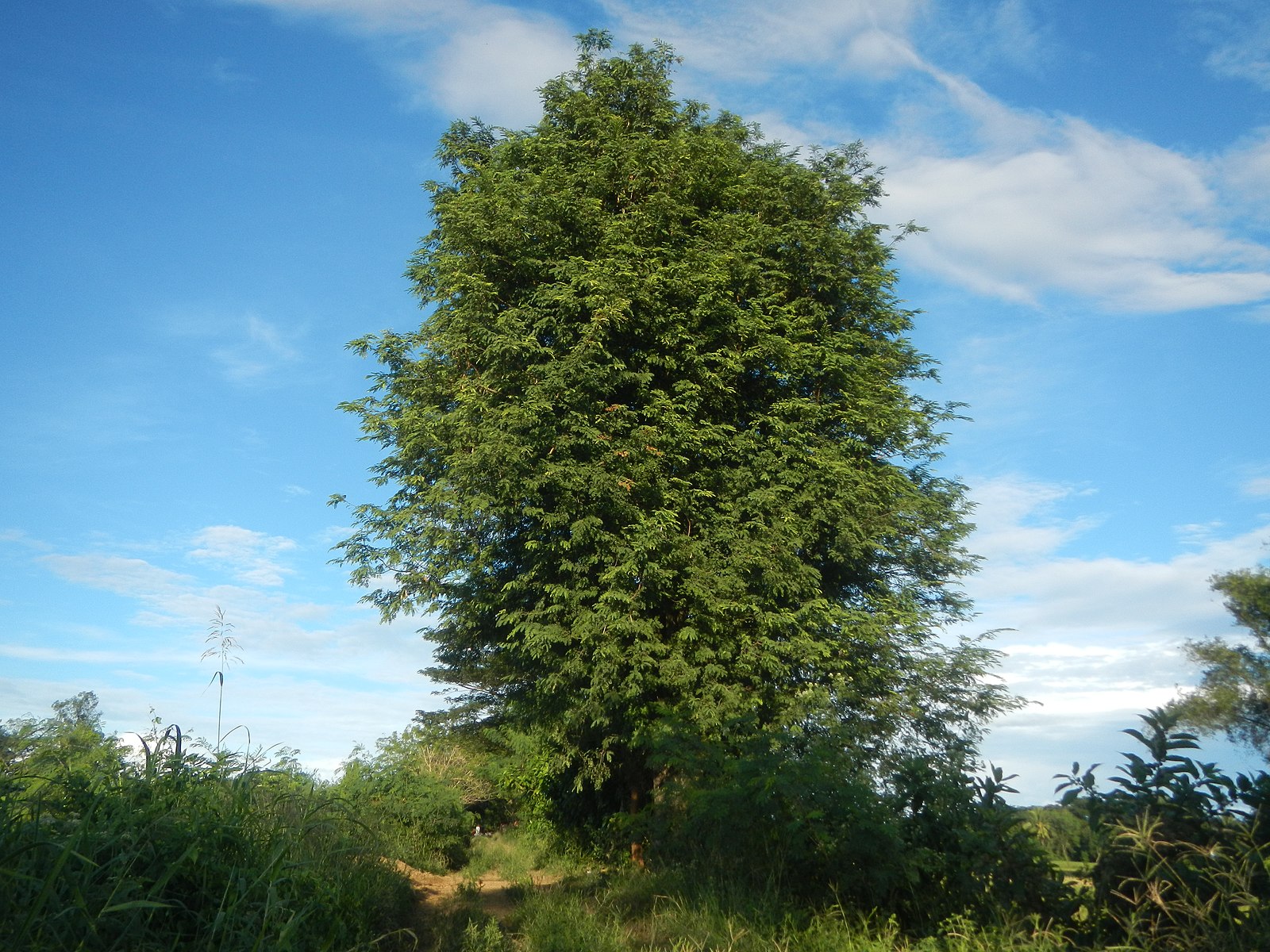 gigantische tamarinde evergreens evergreen tree