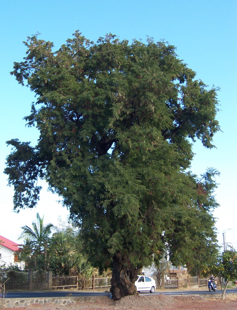 gigantische tamarinde evergreens evergreen tree