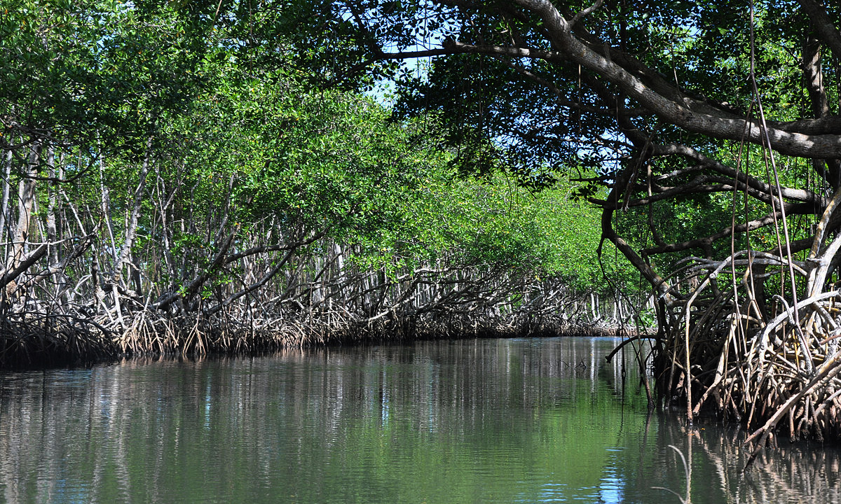 Mangrovebossen van Madagaskar