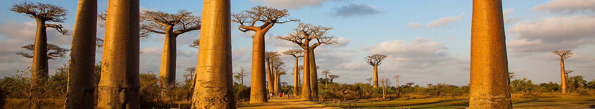 Laan van de Baobab, Madagaskar, Madagascar