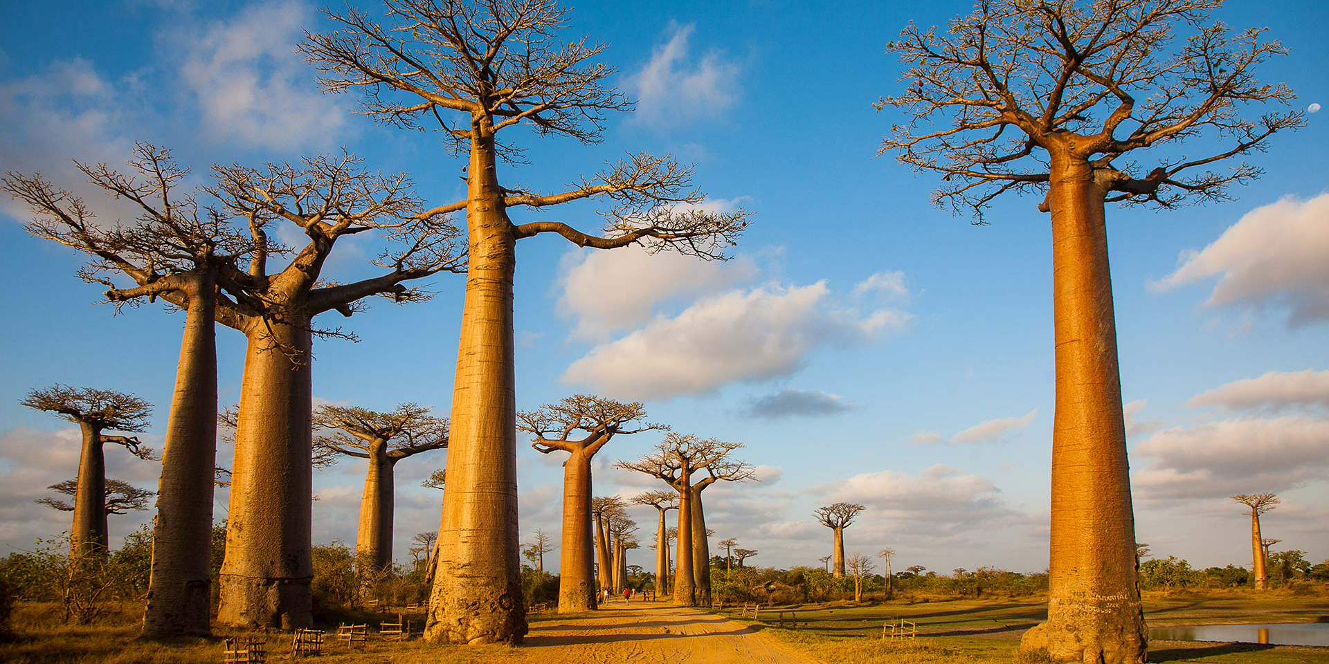 Deze grote indrukwekkende Baobab Bomen vormen een zeer fotogeniek geheel. 
                 Op Madagascar komen maar liefst 7 soorten Baobabbomen voor terwijl op het 
                 vaste land van Afrika slechts 1 soort voorkomt.